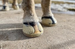 Easy Shoe - Versa Grip Glue On - Source For Horse