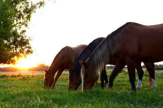 Equine Nutrition Myths - Source For Horse Farrier Supply