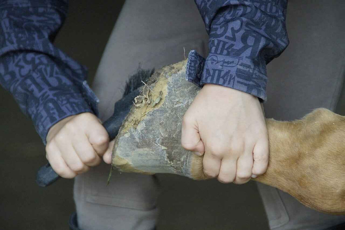 How to Maintain Your Horse’s Hooves - Source For Horse Farrier Supply