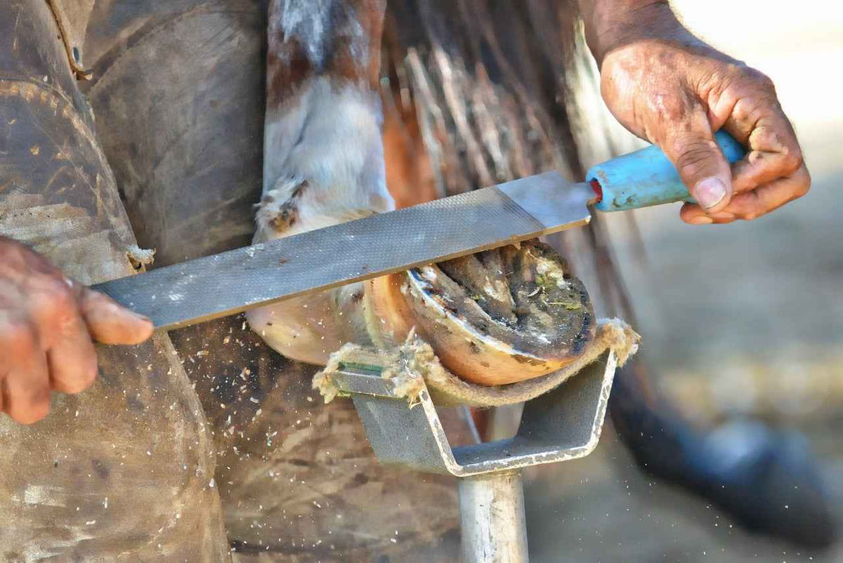 How To Correct Hoof Cracks In Horses - Source For Horse Farrier Supply