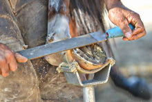 How To Correct Hoof Cracks In Horses - Source For Horse Farrier Supply