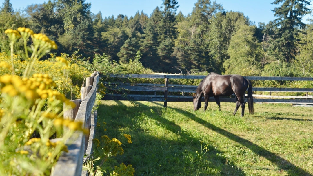 A horse grazing in a green pasture