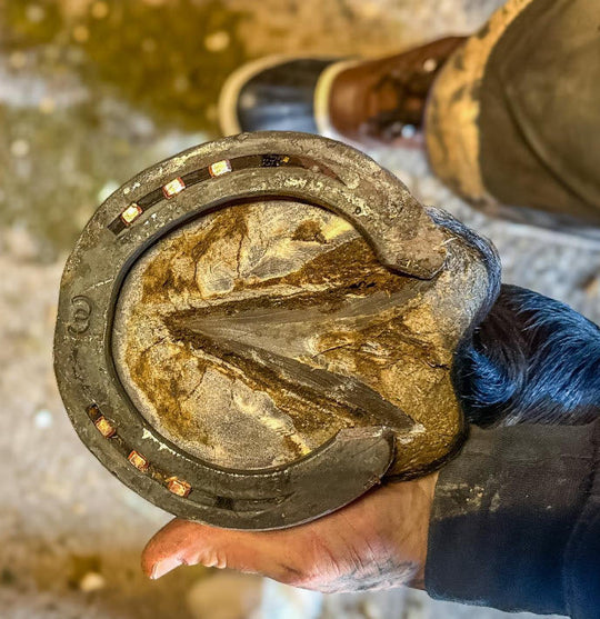 The Horse Owner’s Guide to Choosing the Right Horseshoe