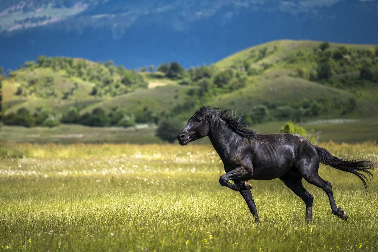 Black stallion running in pasture depicting good bone health due to proper equine nutrition