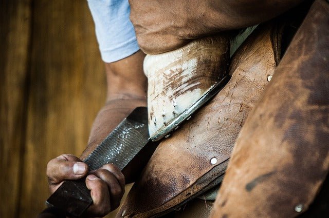 Farrier sizing a horseshoe on the hoof of a horse