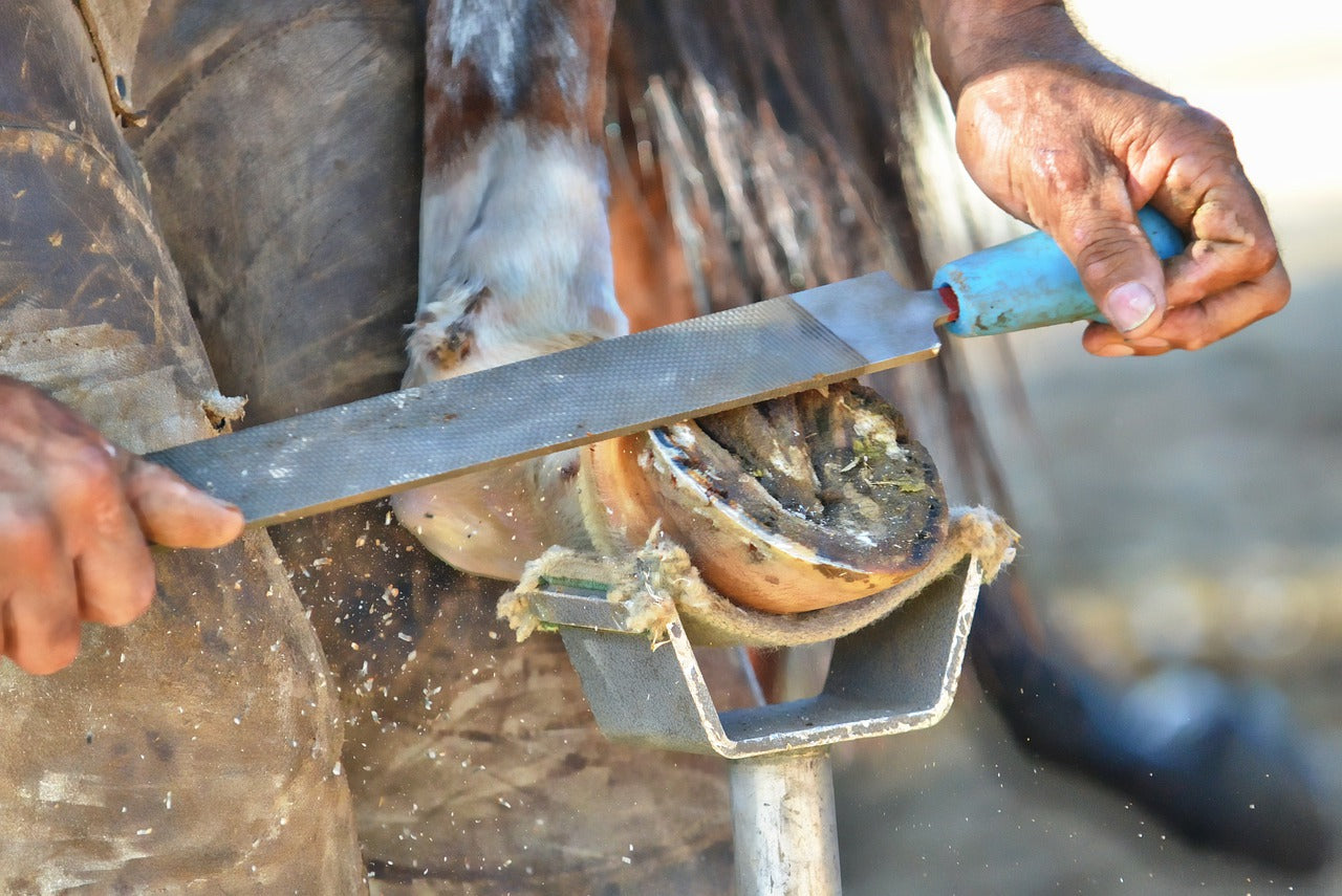 How To Correct Hoof Cracks In Horses