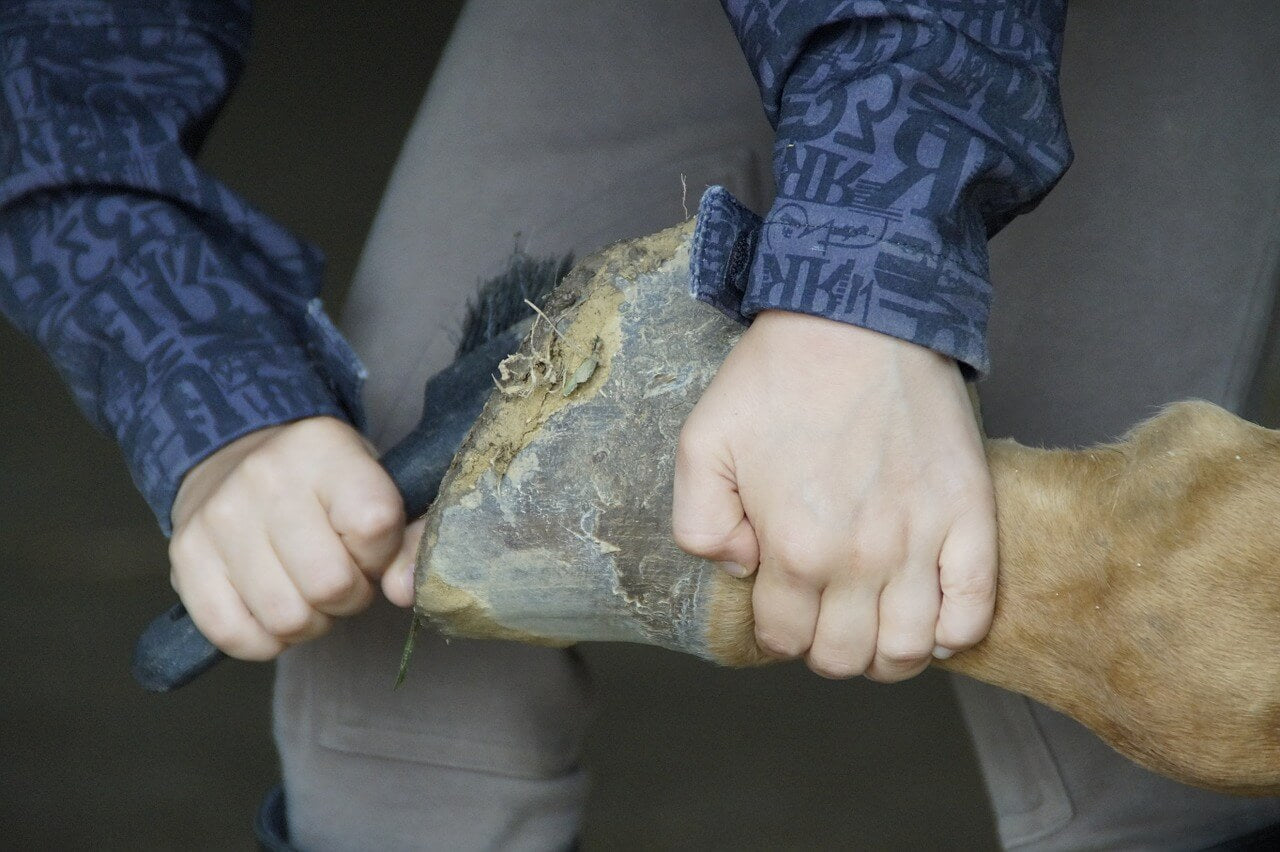 Farrier cleaning the hoof of a horse to maintain the horse's hoof clean and healthy