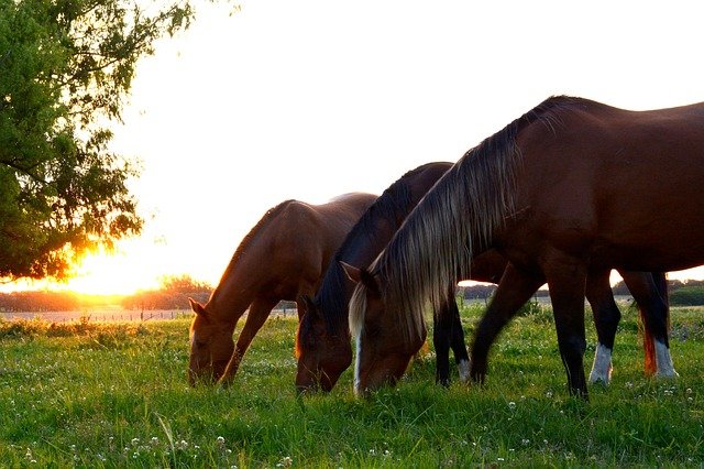 Horses grazing in open field. Improving equine nutrition