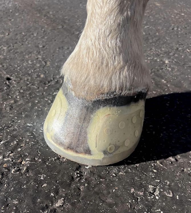Easy Shoe - Speed Glue On - Source For Horse