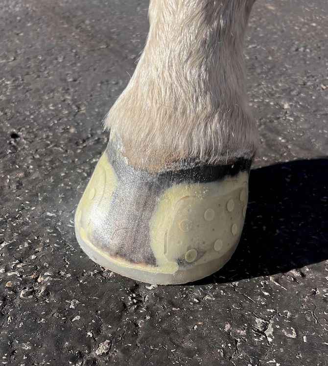 EasyShoe Speed Glue-On Horseshoes - Source For Horse Farrier Supply