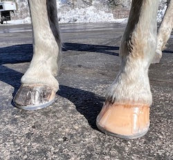 Easy Shoe - Versa Grip 3D - Glue On - Source For Horse