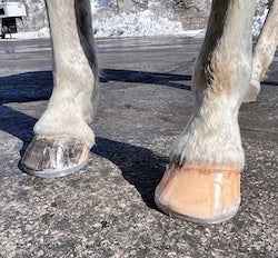 EasyShoe 3D HoofCare Glue-On Horseshoes - Source For Horse Farrier Supply