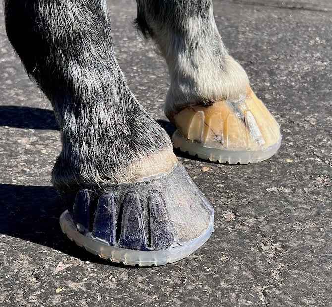 EasyShoe Versa Grip OCTO Glue-On Horseshoes - Source For Horse Farrier Supply