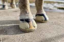 EasyShoe Versa Grip Glue-On Horseshoes - Source For Horse Farrier Supply