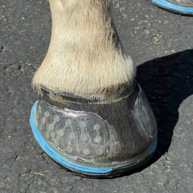 Easy Shoe Triple D - Source For Horse Farrier Supply