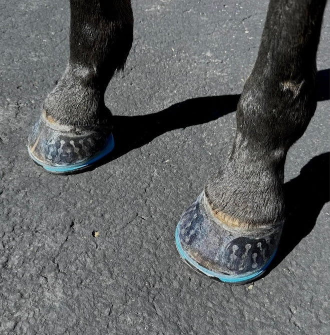 Easy Shoe Triple D - Source For Horse Farrier Supply
