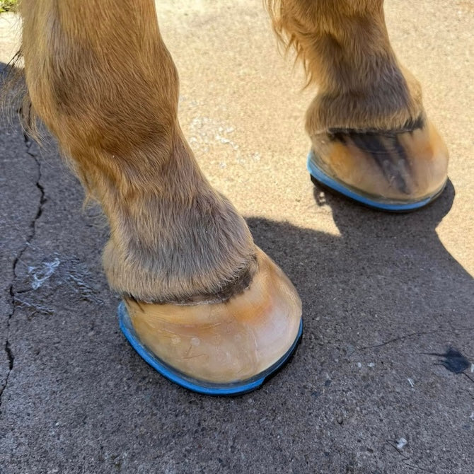 Easy Shoe Triple D - Source For Horse Farrier Supply